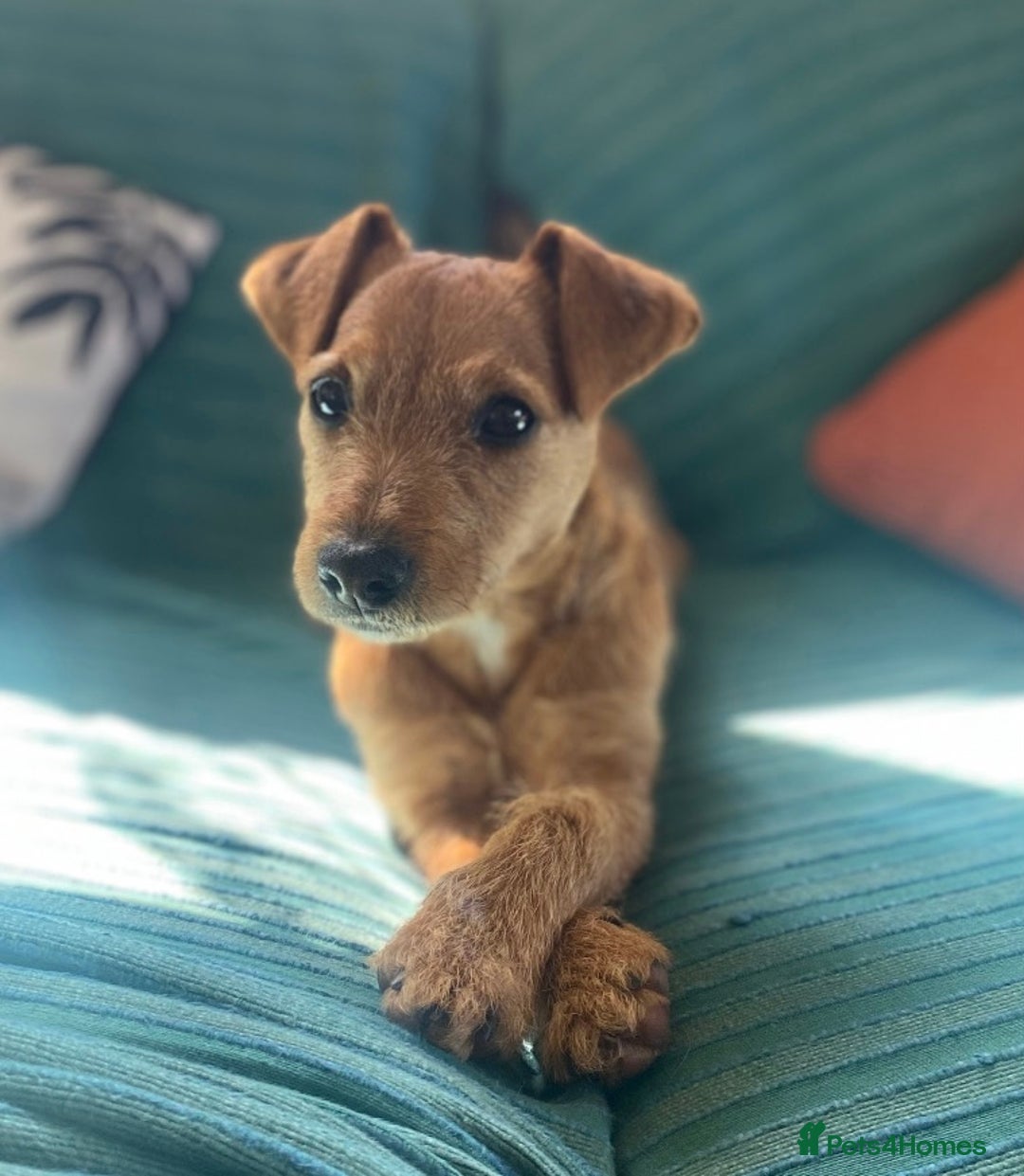 Patterjack dogs for sale: 8 Month Old girl seeking loving forever home - Image 1