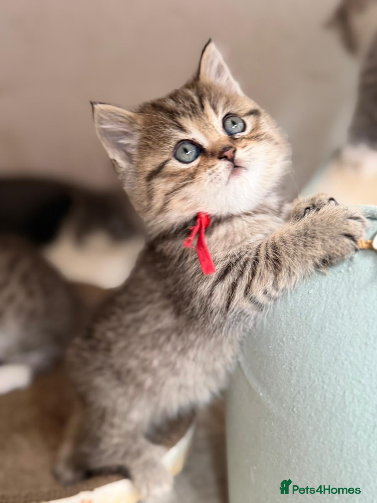 British Longhair cats BLH Adorable unique kittens TICA - Advert 7