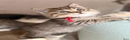 British Longhair cats for sale: TICA British Longhair Golden Girls – Ready Now - Advert 4