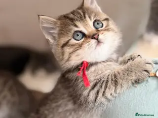 British Longhair cats BLH Adorable unique kittens TICA - Advert 7
