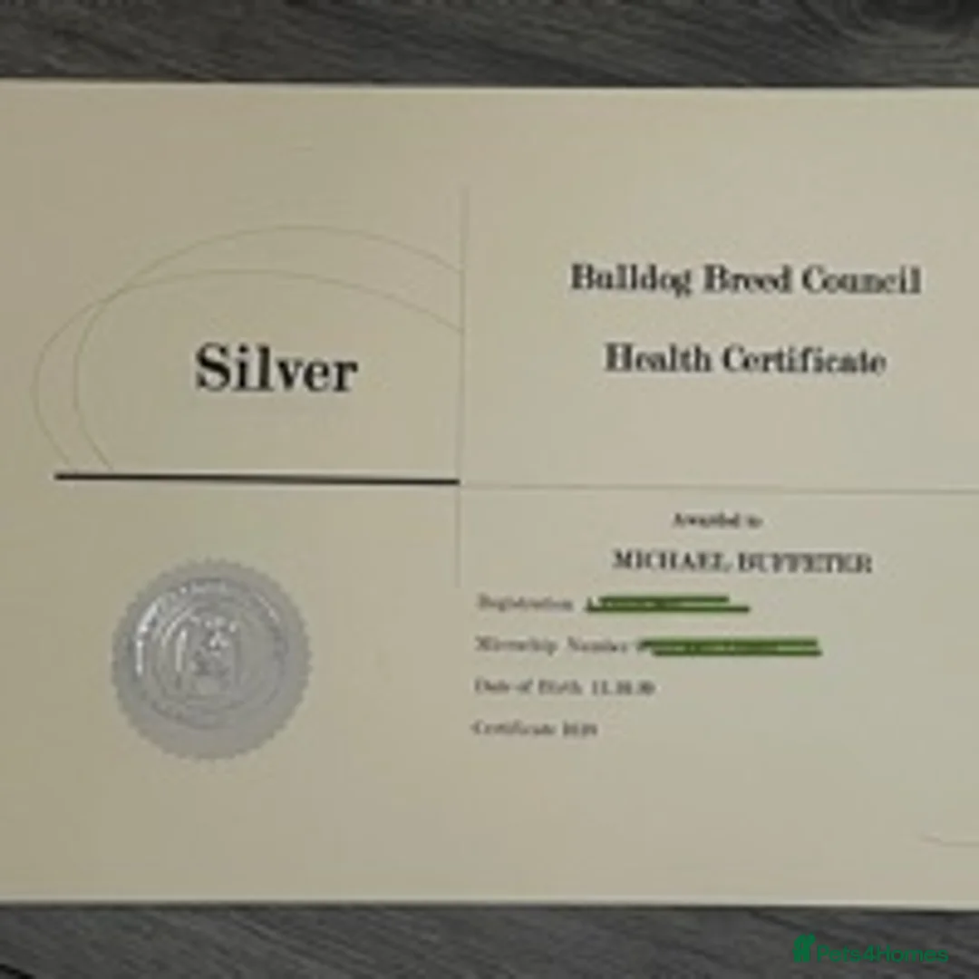 English Bulldog dogs for stud: proven bulldog stud in Hamilton - Advert 6