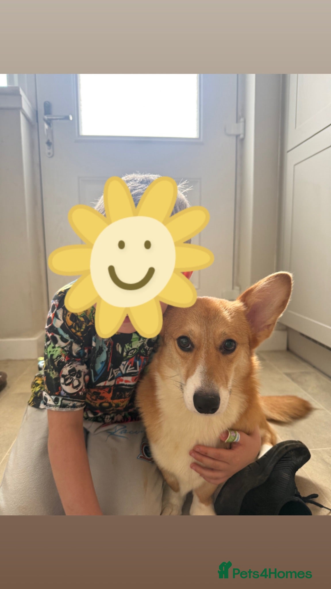 Welsh Corgi Pembroke dogs Female Welsh Pembroke Corgi - Advert 14