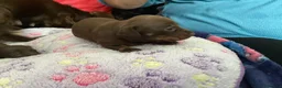 Dachshund dogs for sale: Chocolate and tan dachshunds - Advert 5