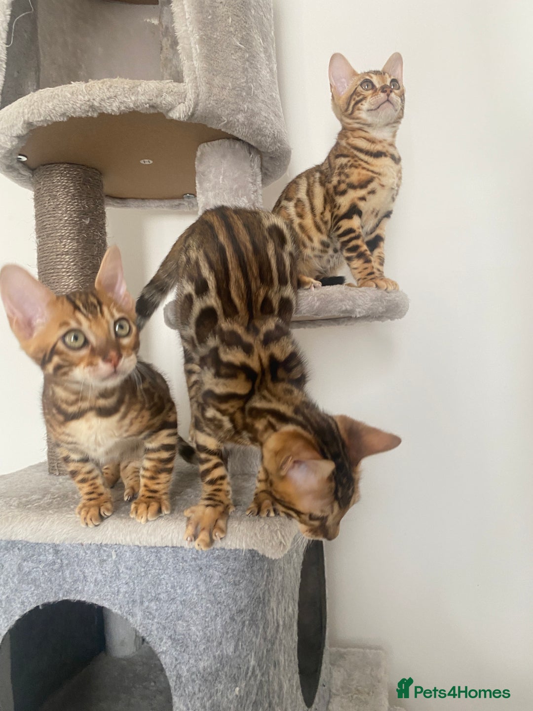 Bengal cats for sale: TICA register.ONLY 2 BOYS 🙀😺LEFT !!! in Northampton - Image 27