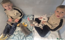 French Bulldog dogs for sale: Husky Panda Koi Frenchie = last 3 ready next week - Image 18