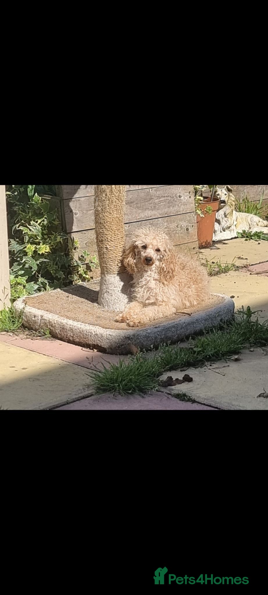 Miniature Poodle dogs Miniature poodle puppies  - Advert 2