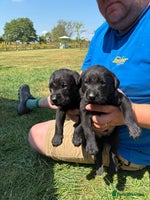 Labrador Retriever dogs - Advert 2