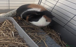 Guinea Pig rodents for sale: 2 male guinea pigs  - Image 2