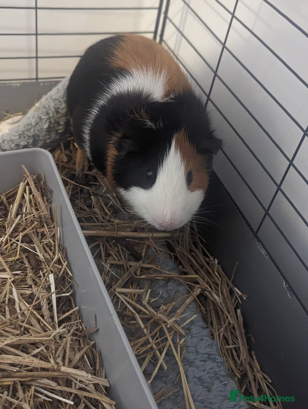 Guinea Pig rodents for sale: 2 male guinea pigs  - Image 2
