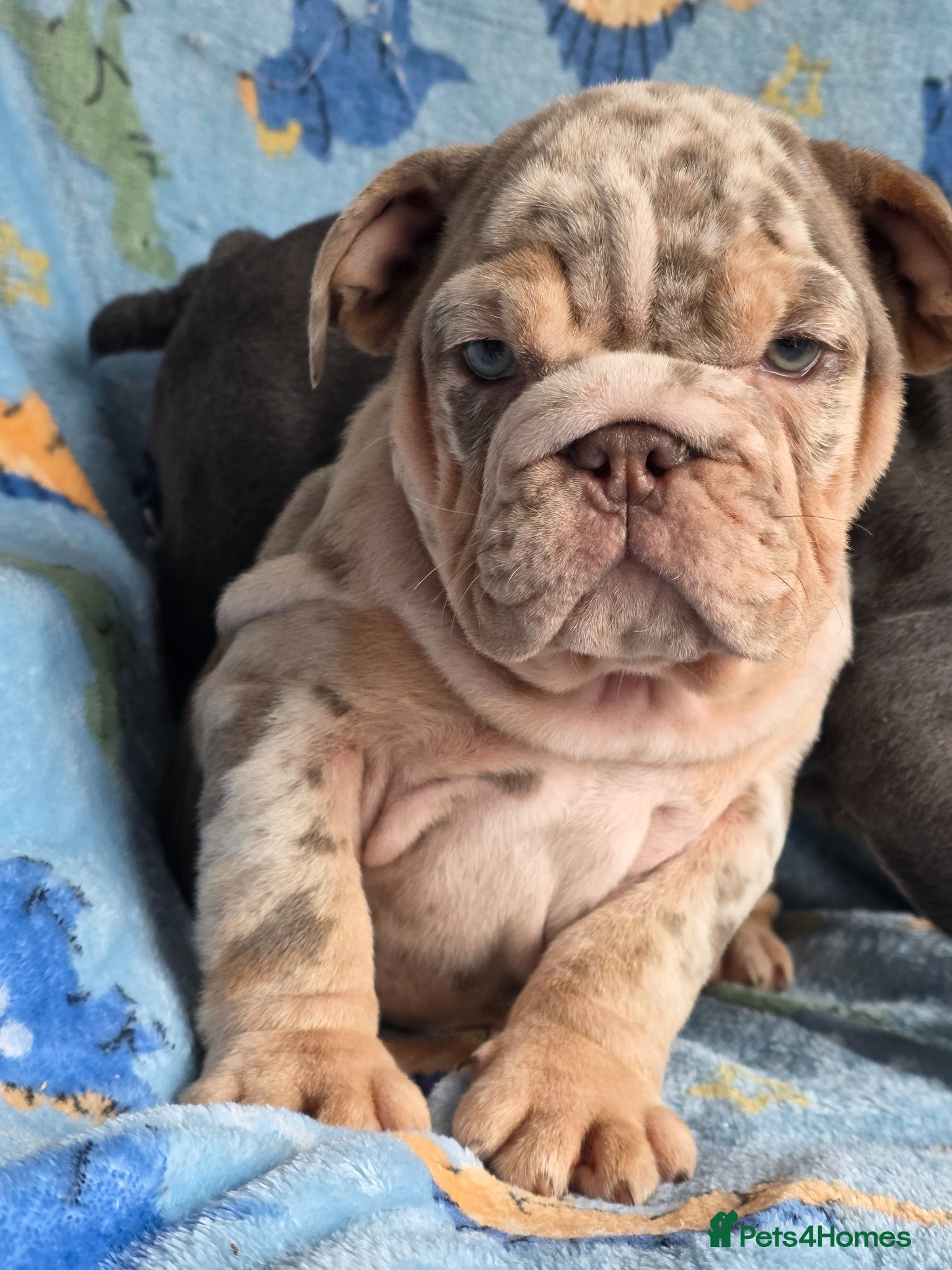 English Bulldog dogs british bulldog pups ready now  - Advert 4