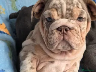 English Bulldog dogs british bulldog pups ready now - Advert 4