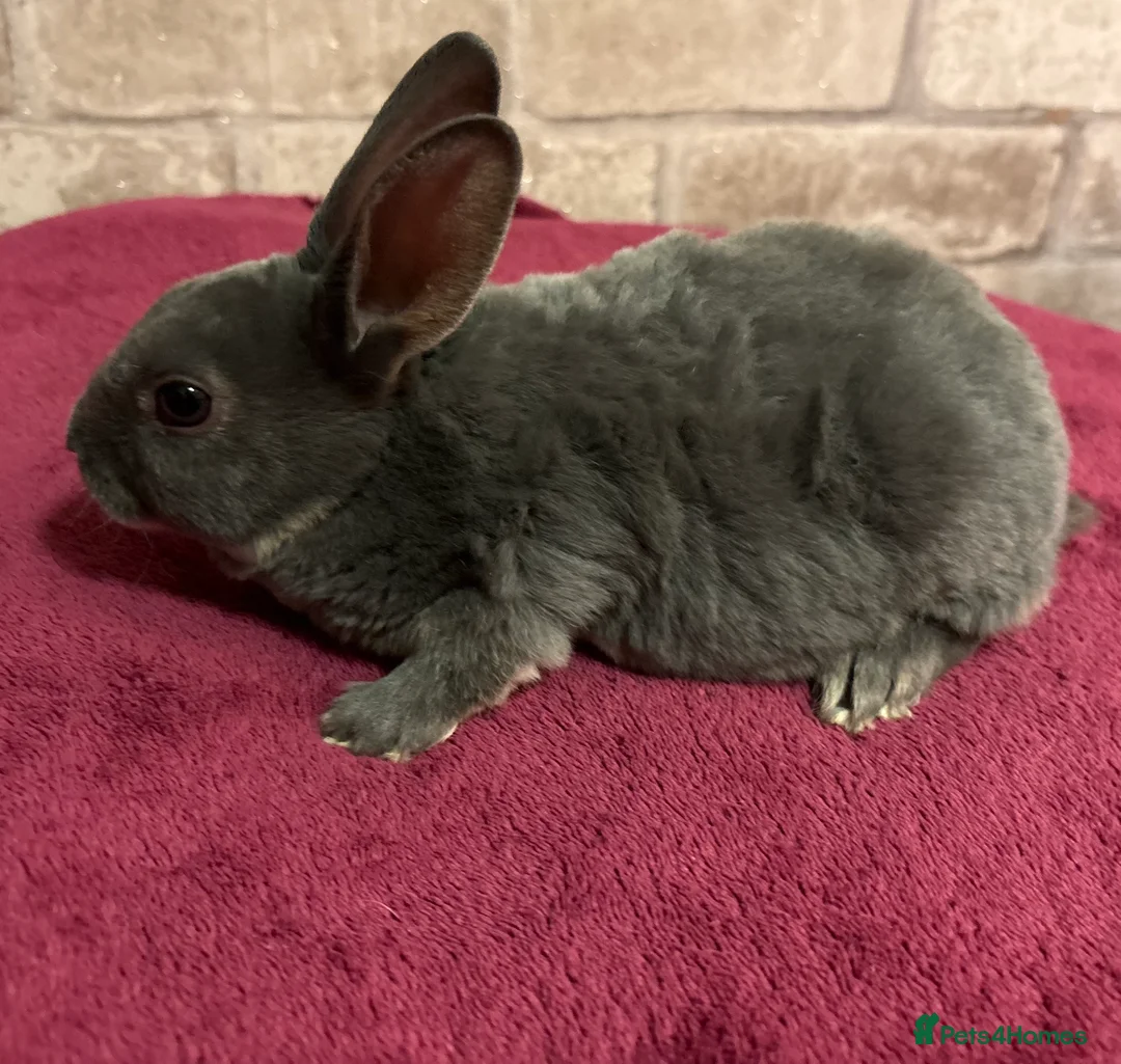 Mini Lop rabbits for sale: Mini Rex and mini lops - Advert 7