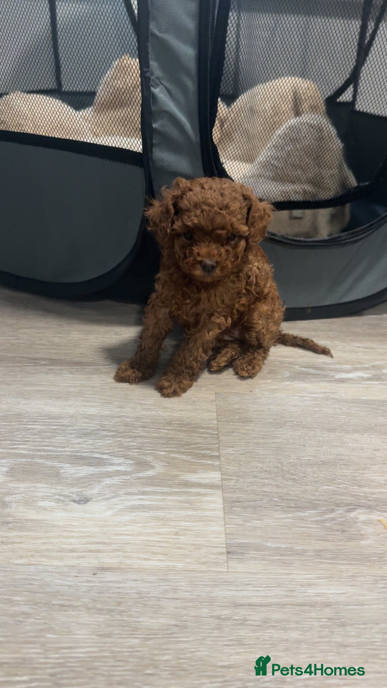 Toy Poodle dogs Beautiful Asian Toy Poodle Puppies - Advert 2