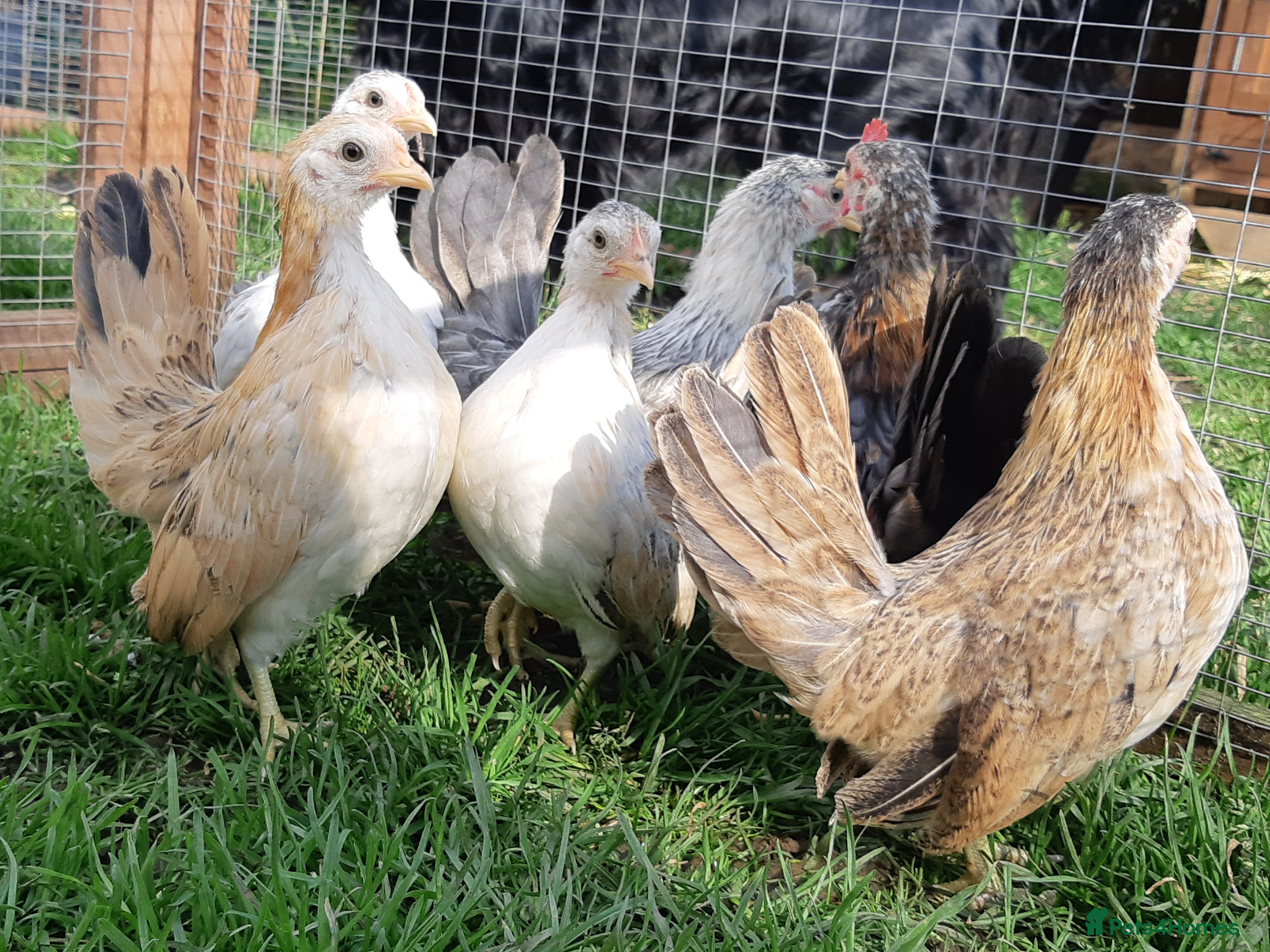 Chickens poultry Serama Bantams  - Advert 17