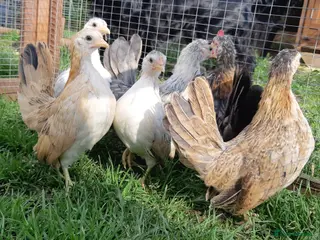 Chickens poultry Serama Bantams - Advert 10