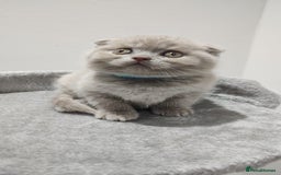Scottish Fold cats for sale: Scottish fold / straight kittens for sale  - Image 4