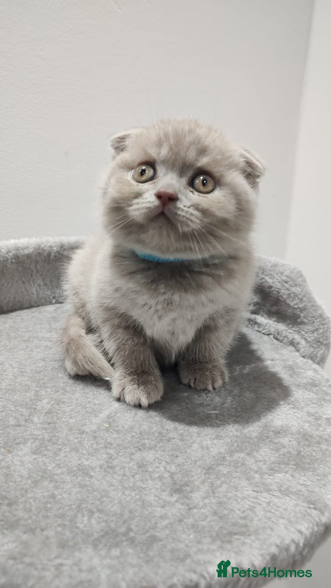 Scottish Fold cats for sale: Scottish fold / straight kittens for sale  - Image 4