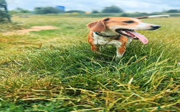 Mixed Breed dogs for sale: Friendly Beagle Mix Looking for a New Home  - Image 1