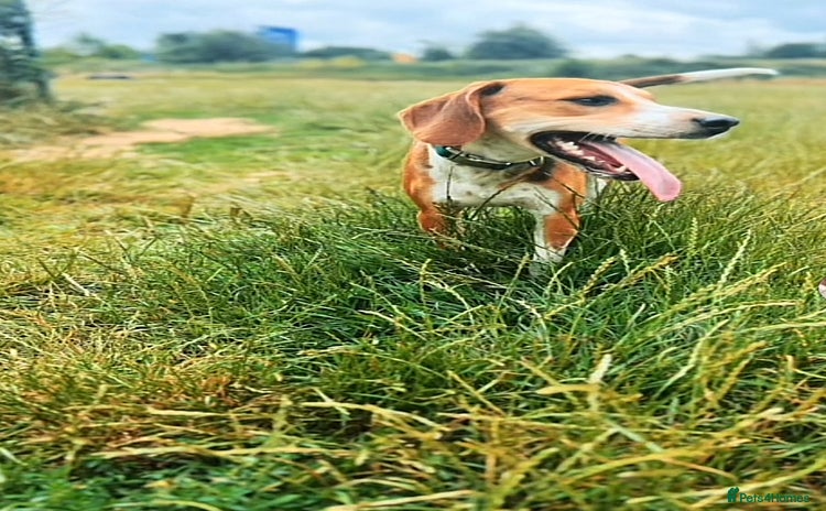 Mixed Breed dogs - Advert 12
