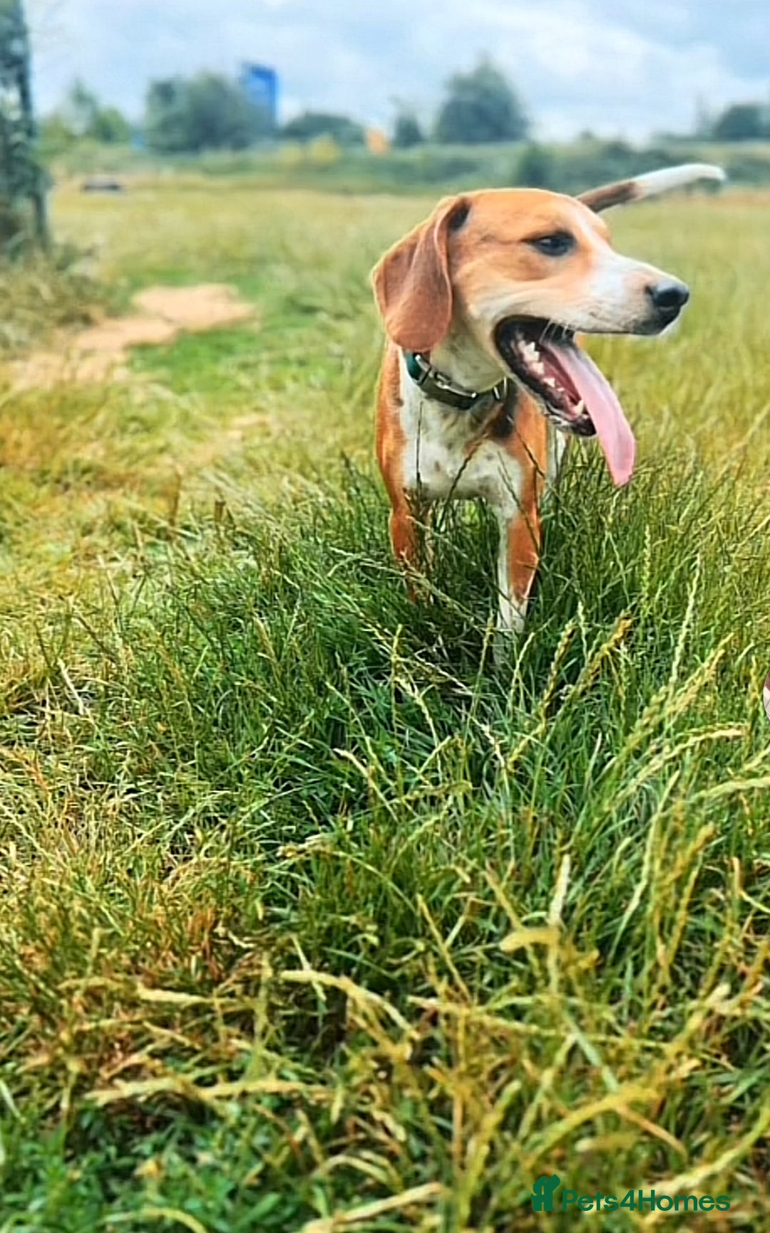 Mixed Breed dogs for sale: Friendly Beagle Mix Looking for a New Home  - Image 1
