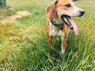 Mixed Breed dogs - Advert 8