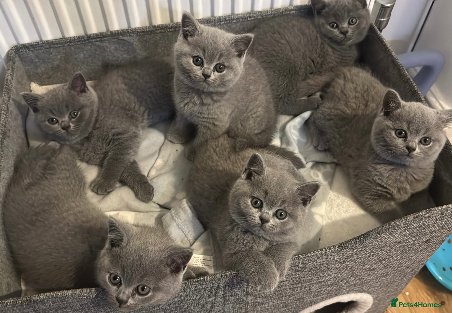 British Shorthair cats 3 Male British Shorthair Teddy Bear Kittens - Advert 2