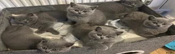 British Shorthair cats for sale: 3 Male British Shorthair Teddy Bear Kittens in Sutton Coldfield - Advert 1