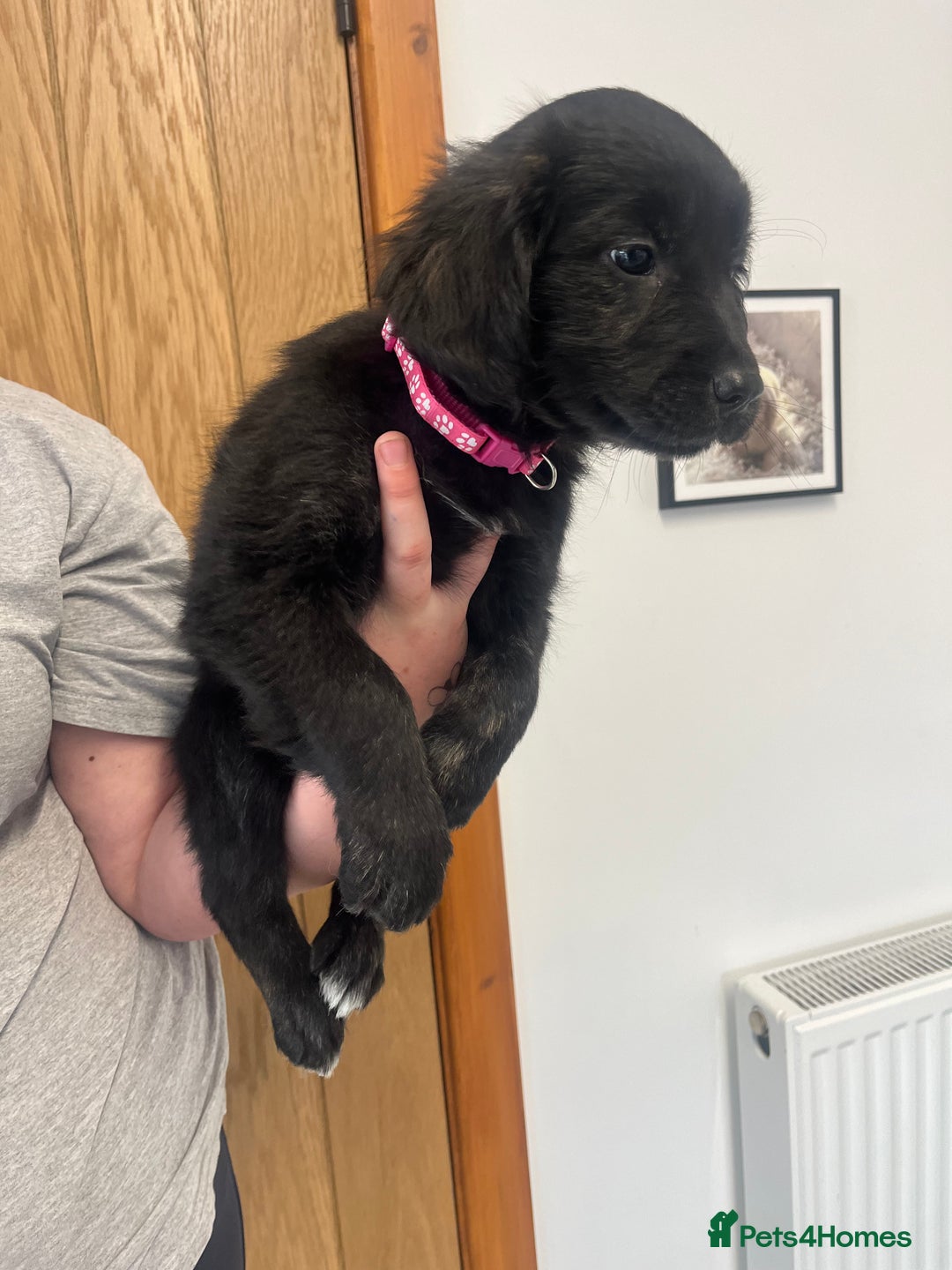 Mixed Breed dogs for sale: Gorgeous golden retriever mix litter - Image 14