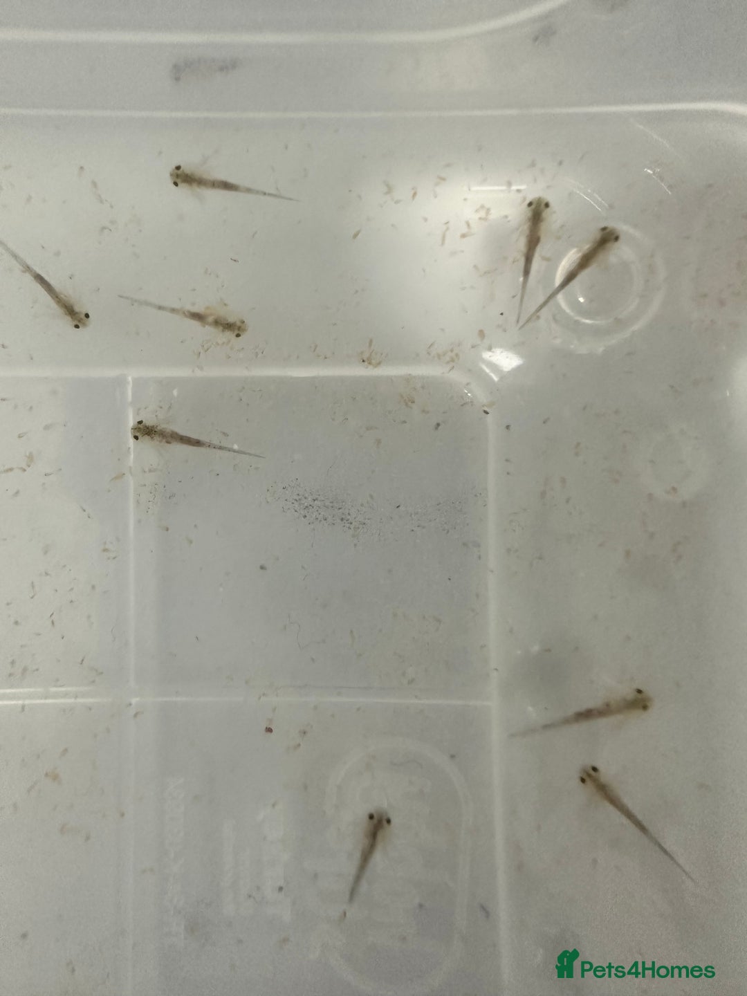 Axolotl reptiles for sale: Baby axolotls  - Advert 2