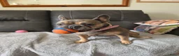 French Bulldog dogs for sale: French Bulldog  - Advert 4
