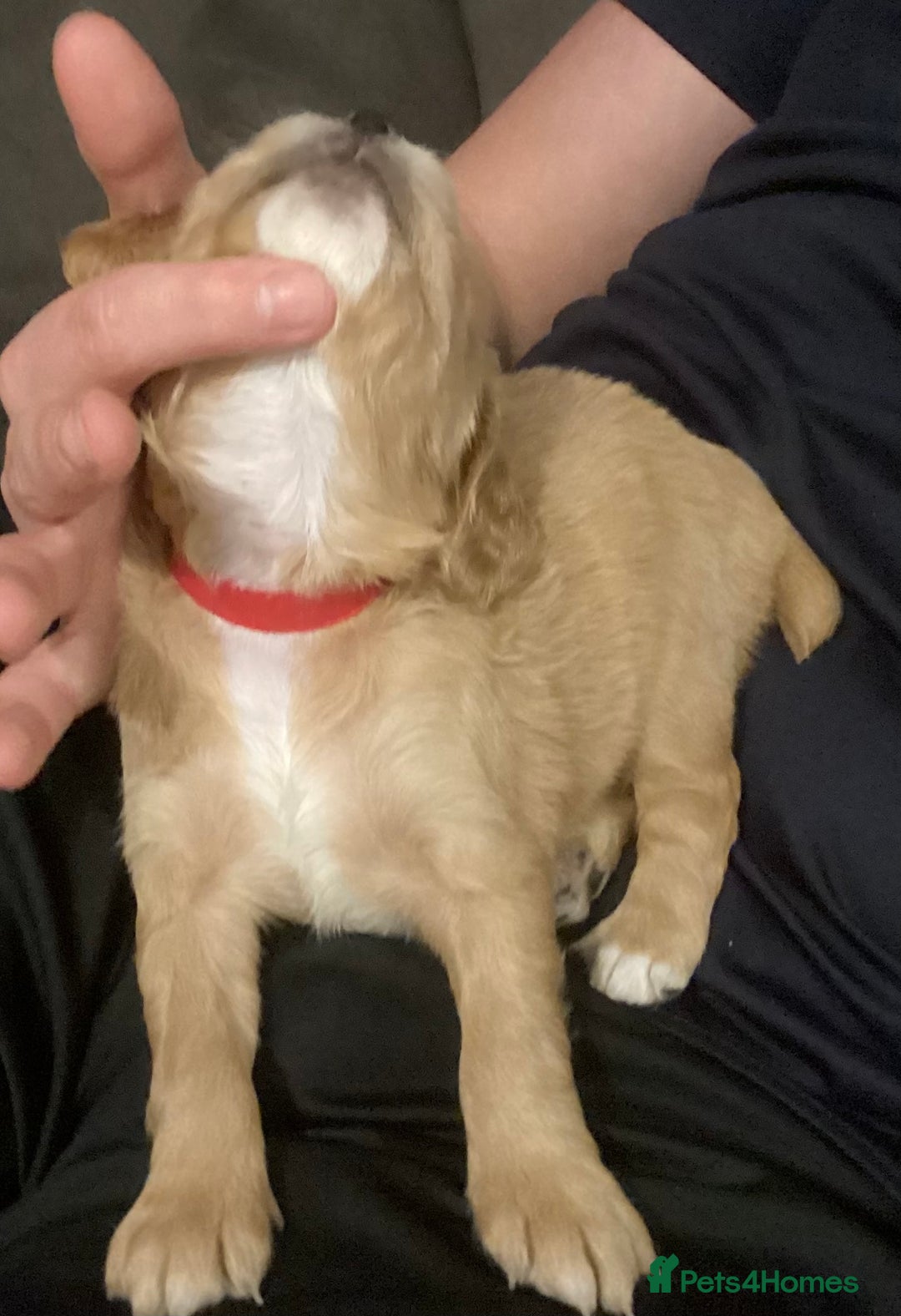 Cocker Spaniel dogs for sale: KC registered working cocker spaniel puppies  - Advert 30