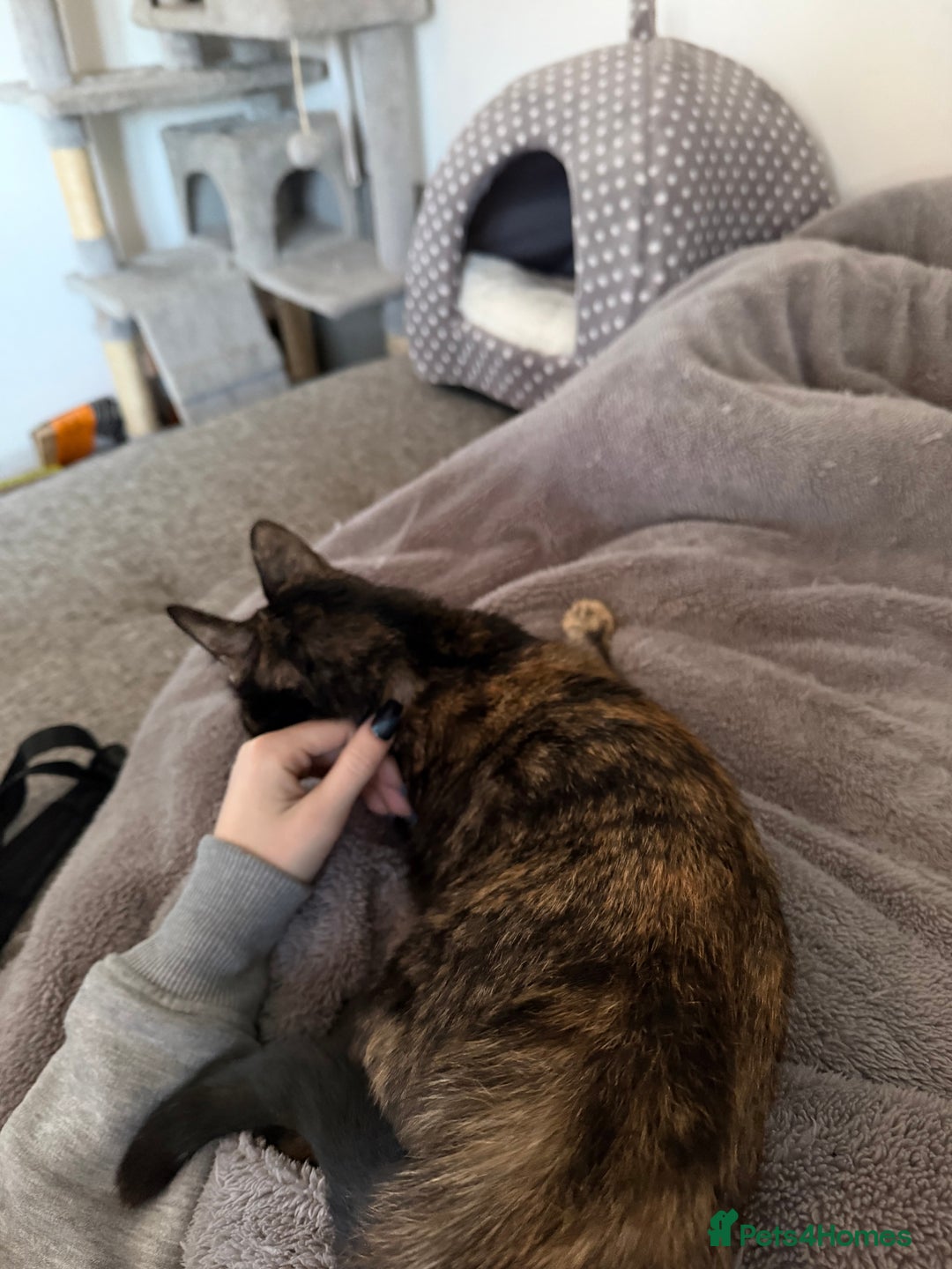 British Shorthair cats for sale: Cuddly INDOOR Tortoiseshell female  - Advert 9