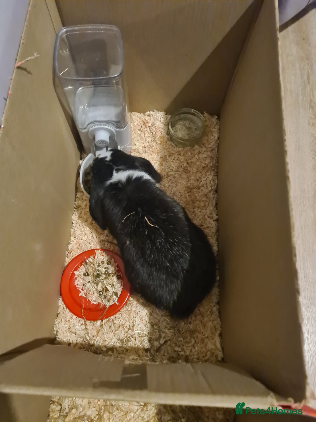 Mini Lop rabbits for sale: Mini lop buck - Advert 5