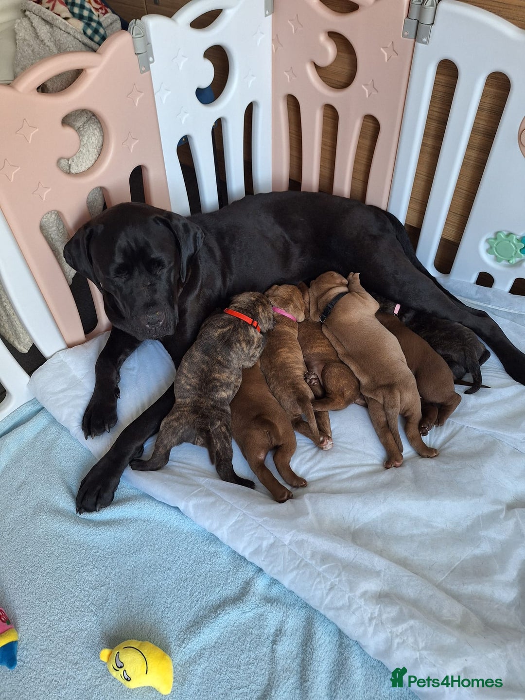 Mixed Breed dogs for sale: cane corso x mastiff pups for sale - Image 16