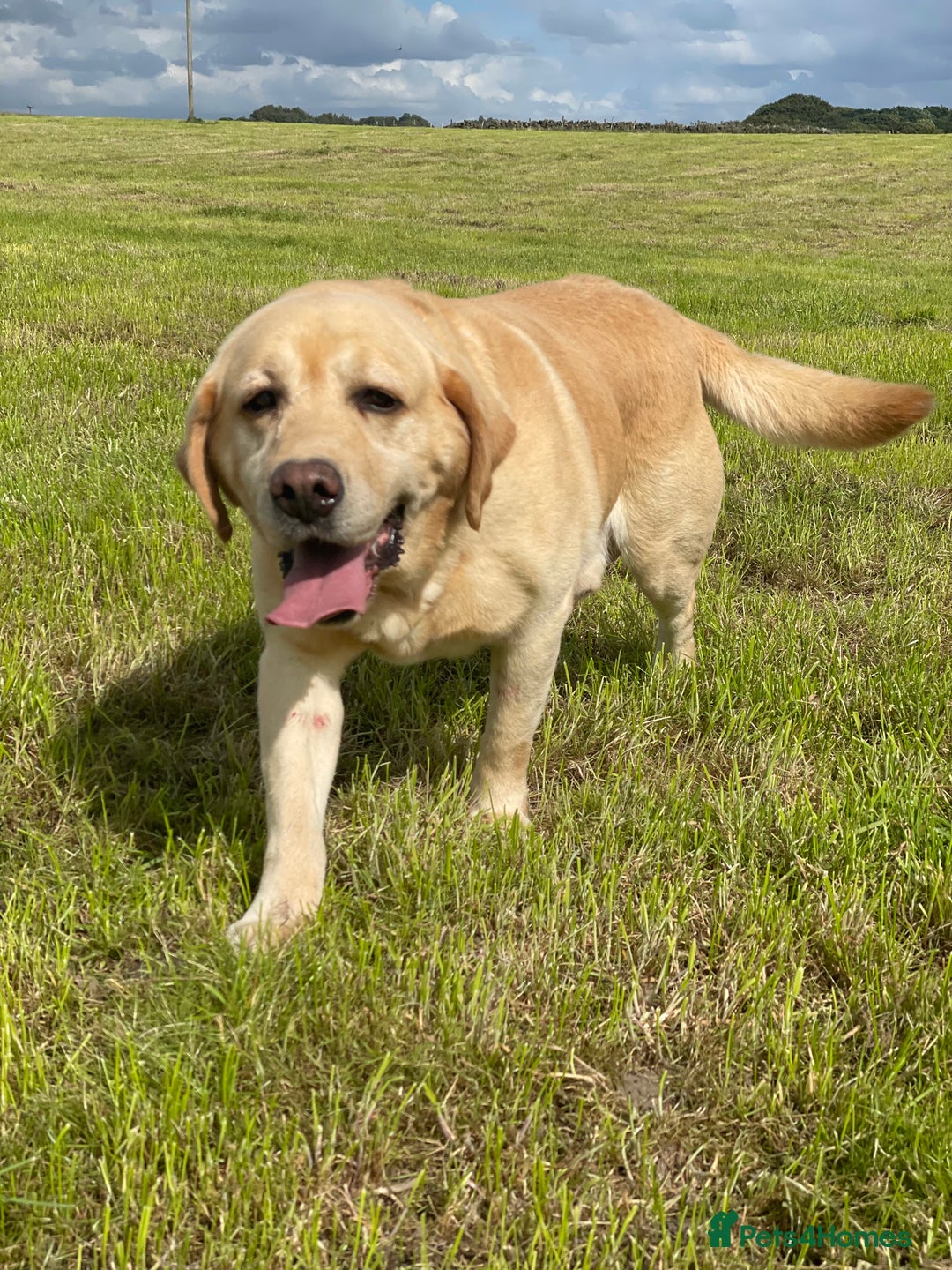 Labrador Retriever dogs for sale: KC *Vet Inspected* Black & Yellow Labrador Pups  - Advert 14