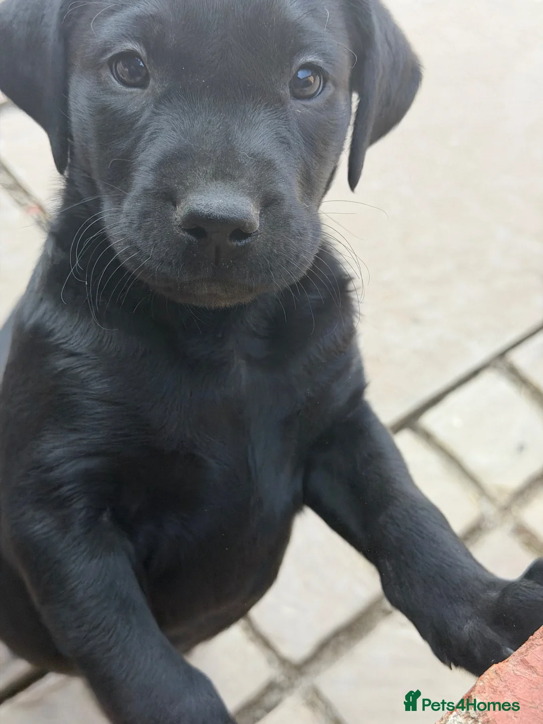 Labrador Retriever dogs for sale: Black Labrador pups for sale - Advert 7