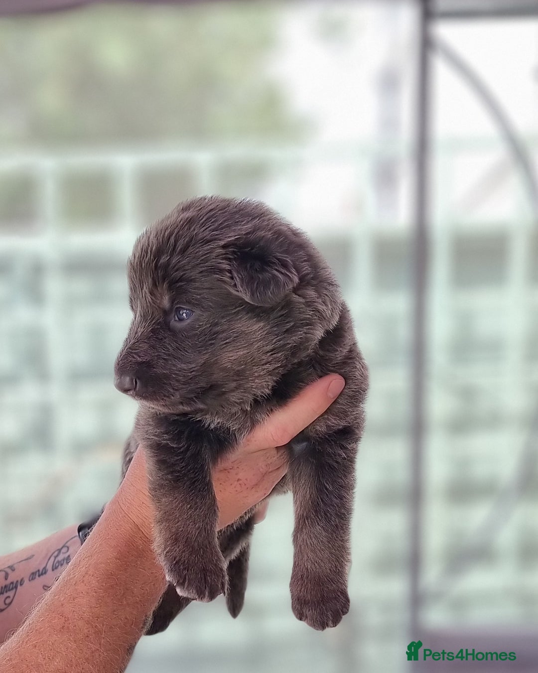 German Shepherd dogs for sale:  kc,health tested straight back german shepherd - Image 20