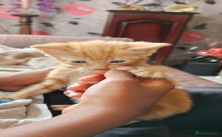 Mixed Breed cats - Advert 1