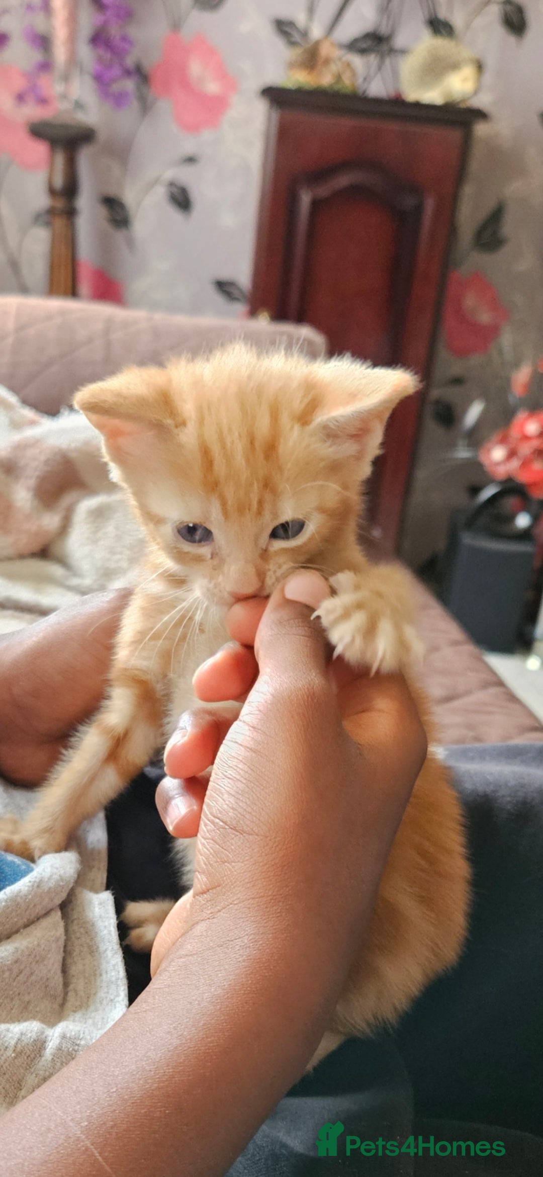 Mixed Breed cats for sale: Kittens for sale - Image 1