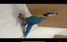 Macaws birds for sale: Beautiful blue and gold macaw Age 2  - Image 4
