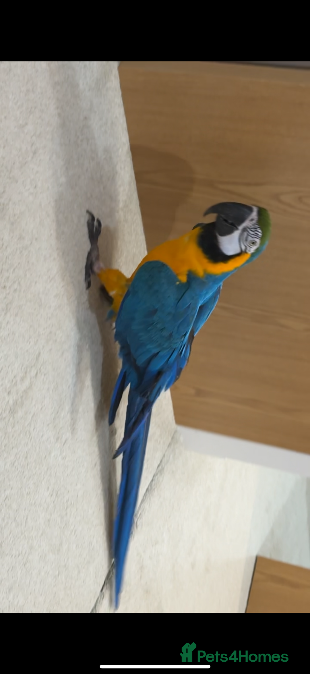 Macaws birds for sale: Beautiful blue and gold macaw Age 2  - Image 4