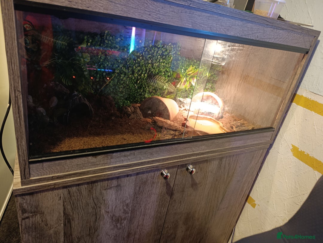 Leopard Gecko reptiles for sale: Leopard gecko  - Image 6