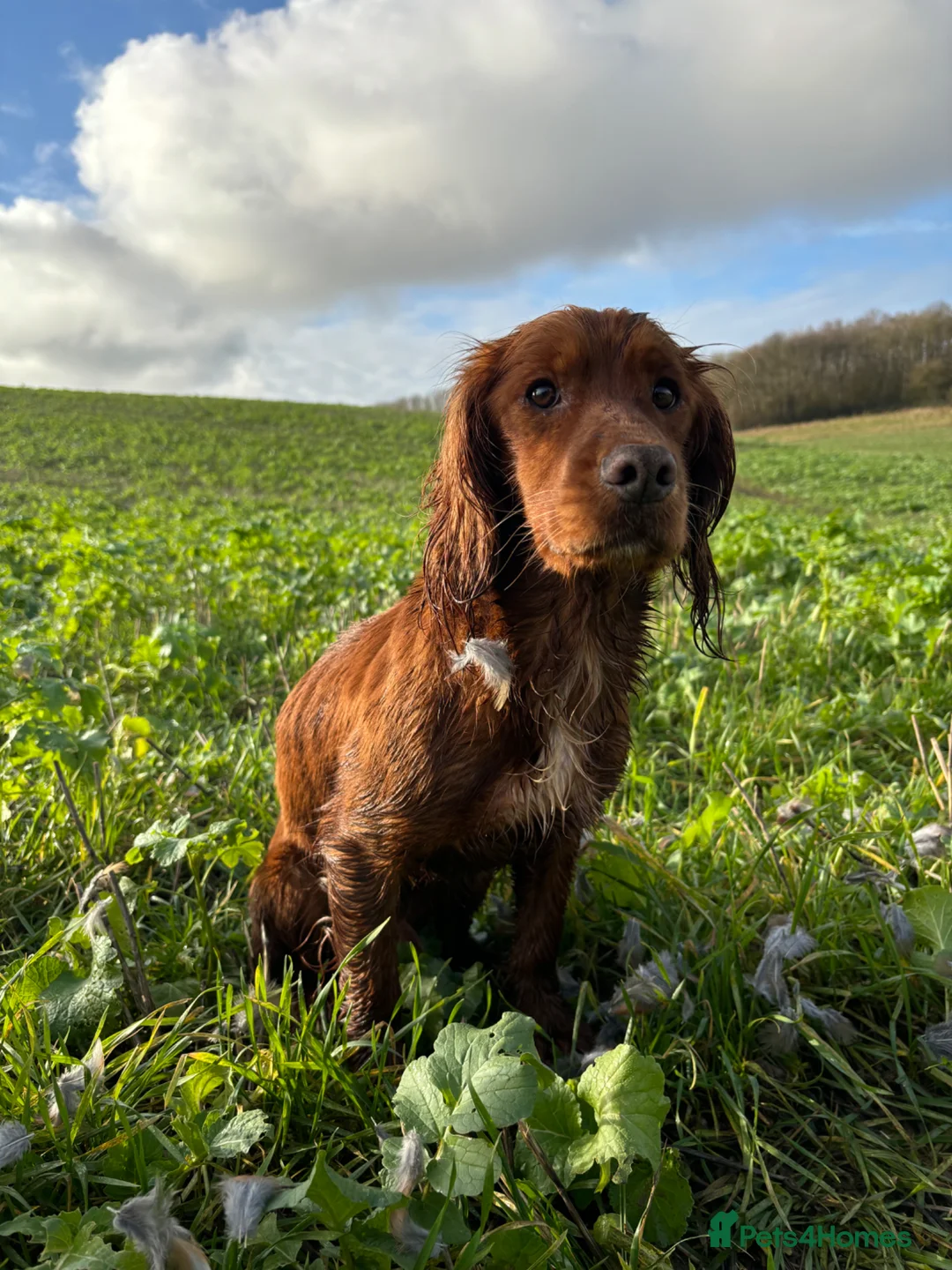 Cocker Spaniel dogs for stud: Dark red KC fully health tested working cockerstud in Sevenoaks - Advert 1
