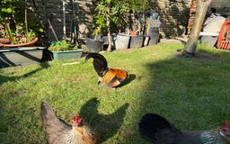 Chickens poultry for sale: Trio of Dutch Bantams  - Image 5