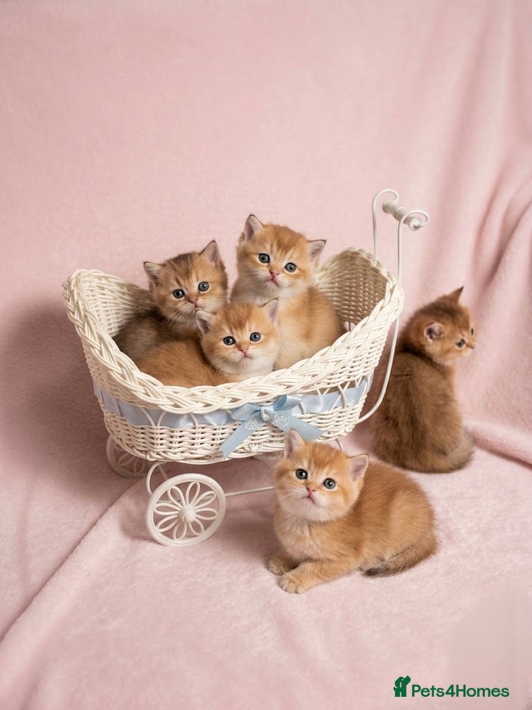 British Shorthair cats 💖 Pedigree golden chinchilla British shorthair - Advert 1