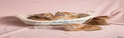 British Shorthair cats for sale: 💖 Pedigree golden chinchilla British shorthair - Advert 1