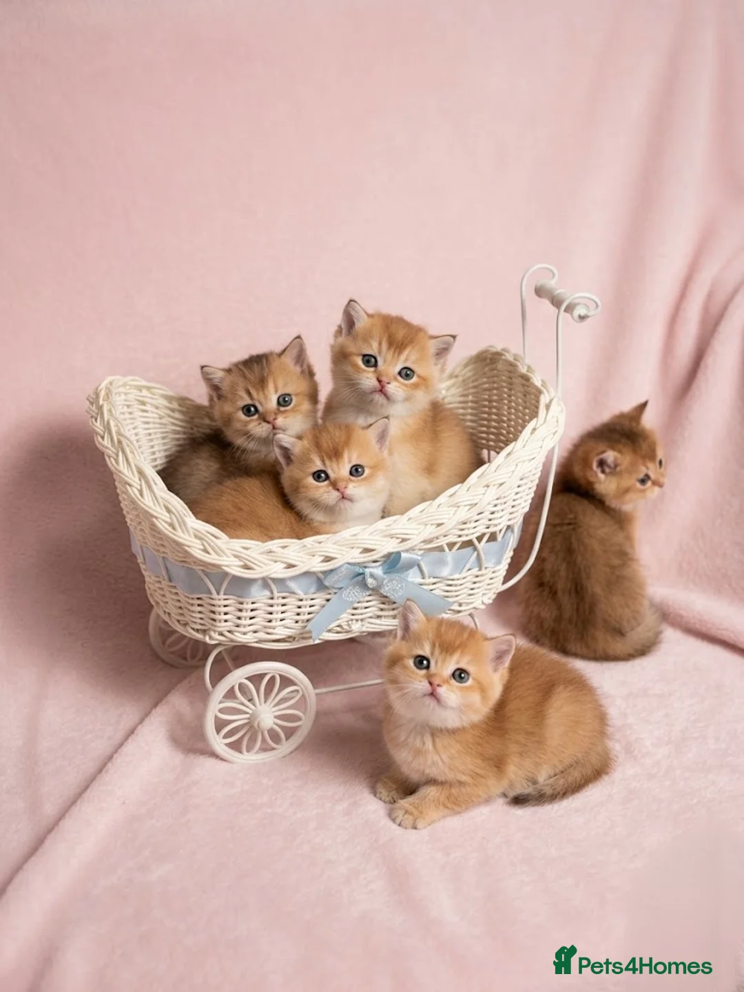 British Shorthair cats for sale: 💖 Pedigree golden chinchilla British shorthair - Advert 1