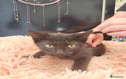 Mixed Breed cats for sale: KITTENS READY TO LEAVE NOW ONLY  1 BLACK GIRL LEFT - Image 5
