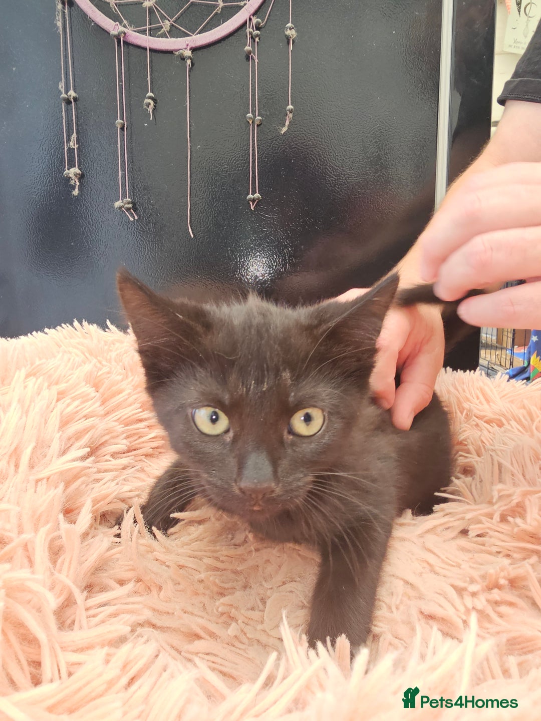 Mixed Breed cats for sale: KITTENS READY TO LEAVE NOW ONLY  1 BLACK GIRL LEFT - Image 5