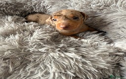 Dachshund dogs for sale: Beautiful litter of dachshund puppy’s  - Image 16